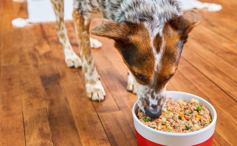 Boosting Your Pet’s Well-Being: Top Nutritious Foods for a Healthier Fur Baby