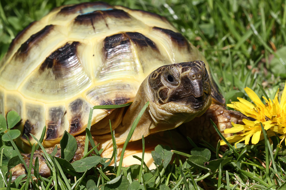 The Benefits of Russian Tortoises as Family Pets